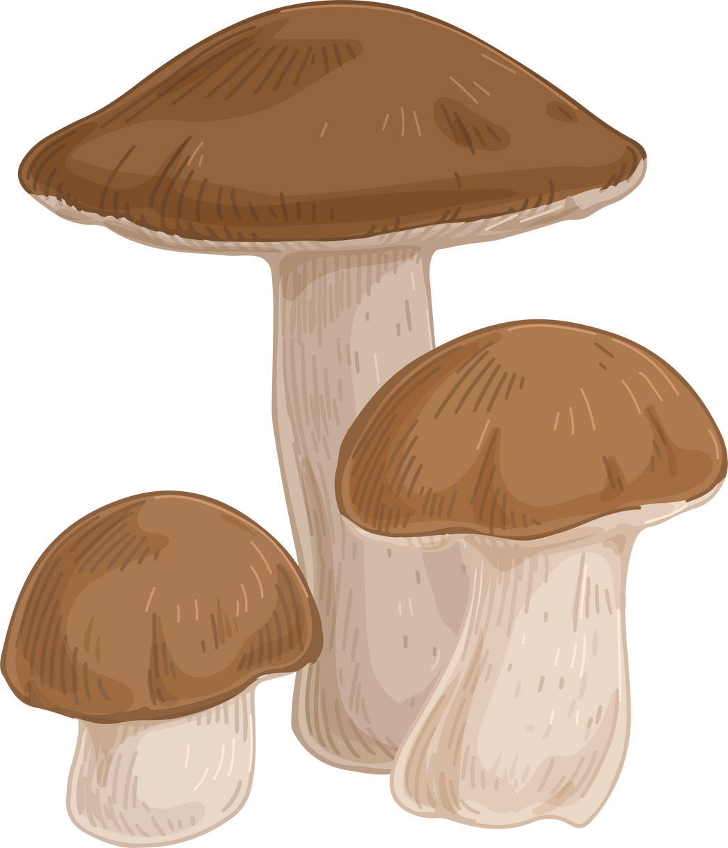 Brown Birch Bolete Mushrooms Illustration